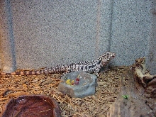 red tegu