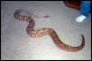 8' Hog Island Boa