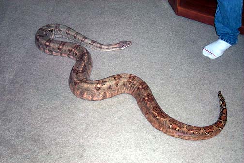 8' Hog Island Boa