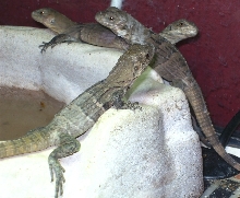 Melanosterna babies