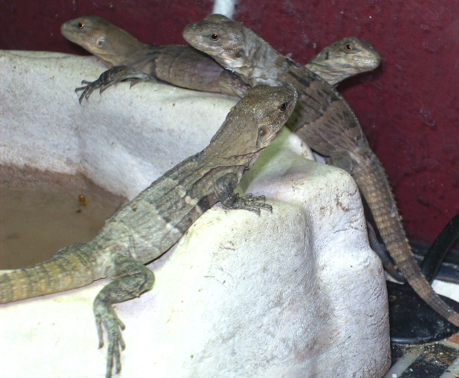 Melanosterna babies