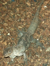 Ctenosaura Palearis
