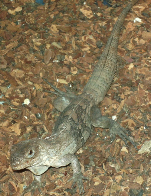 Ctenosaura Palearis