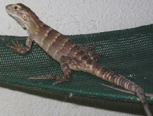 Ctenosaura ??