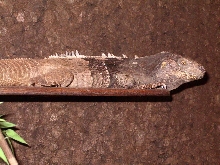 Ctenosaura Melanosterna male