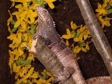 Ctenosaura Melanosterna female