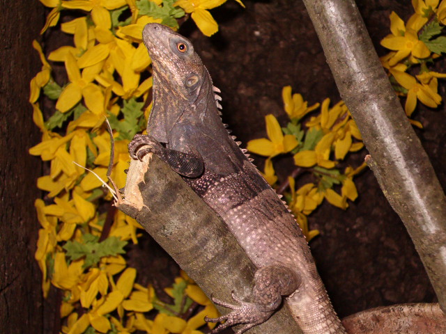 Ctenosaura Melanosterna female