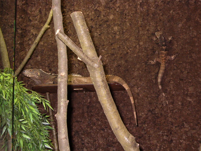 Ctenosaura couple
