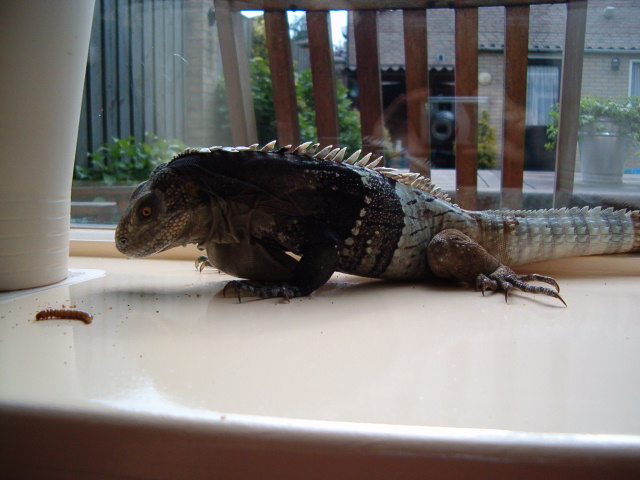Ctenosaura Melanosterna male 4 years old