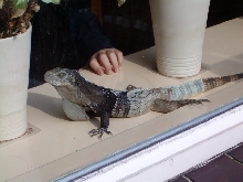 Ctenosaura Melanosterna male