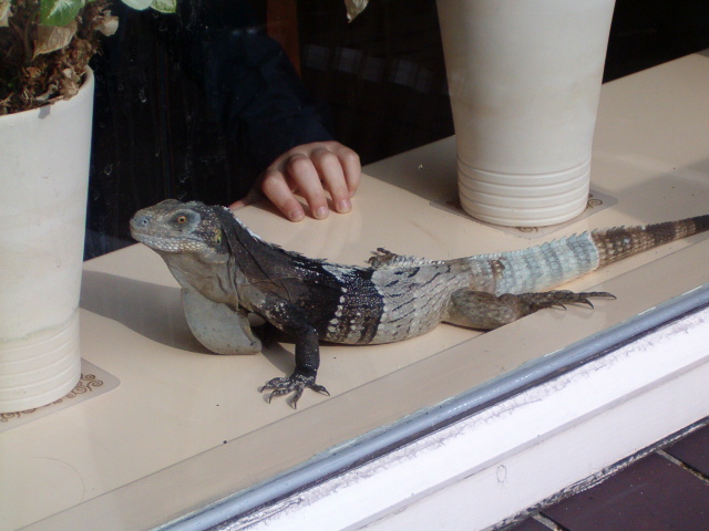 Ctenosaura Melanosterna male