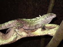 Ctenosaura Bakeri female 2 years old