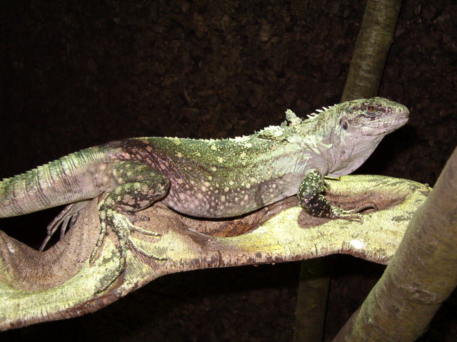 Ctenosaura Bakeri female 2 years old