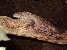 Ctenosaura Bakeri female 2 years old