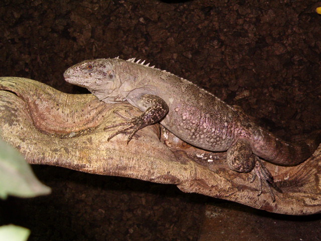 Ctenosaura Bakeri female 2 years old