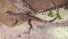 Ctenosaura Bakeri female 2 years old