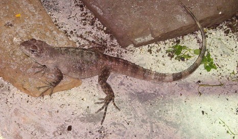 Ctenosaura Bakeri female 2 years old