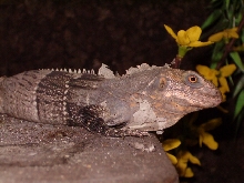 Ctenosaura Melanosterna female 1 year old