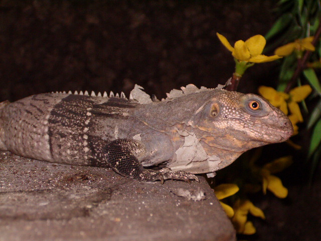 Ctenosaura Melanosterna female 1 year old