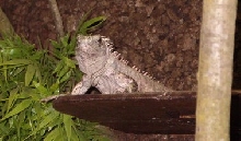 Ctenosaura Bakeri male 2 years old