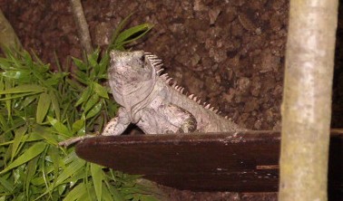 Ctenosaura Bakeri male 2 years old