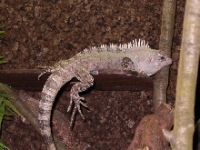 Ctenosaura Bakeri male 2 years old