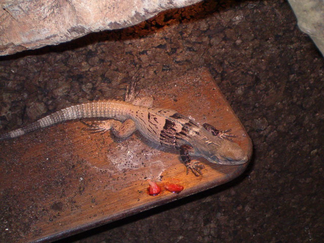 Ctenosaura Melanosterna female 1 year old