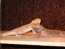 My new Beardies couple (1 year old)