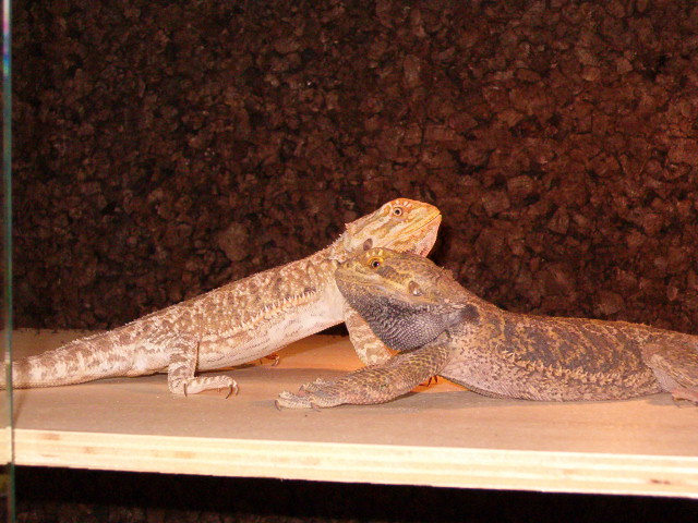 My new Beardies couple (1 year old)