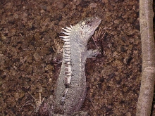 Ctenosaura Bakeri male 1 1/2 years old