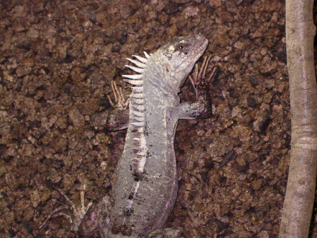 Ctenosaura Bakeri male 1 1/2 years old