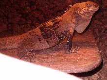 Ctenosaura Melanosterna female 1 1/2 years old
