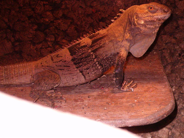 Ctenosaura Melanosterna female 1 1/2 years old