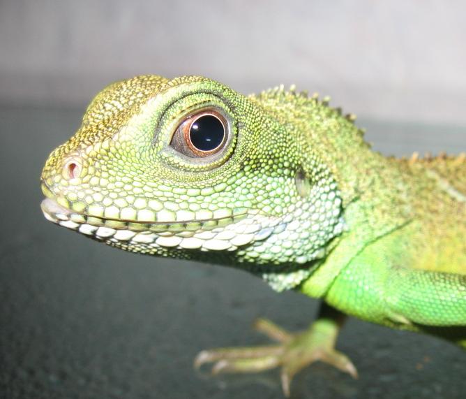 Agama