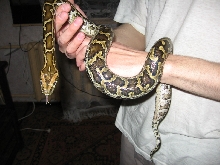 phyton