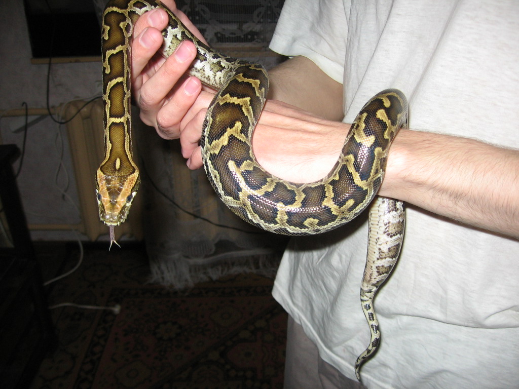 phyton
