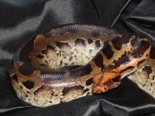 Reda Baiddou
