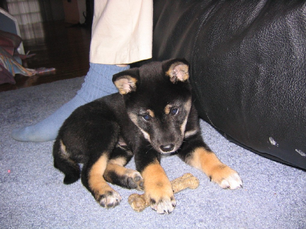 Yoshi!