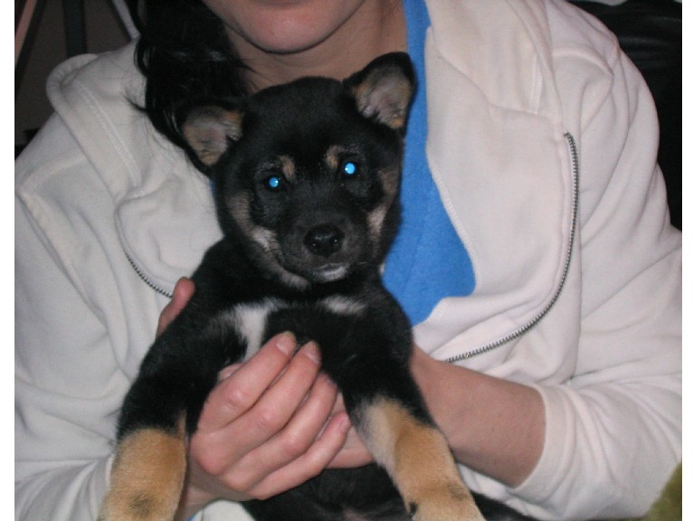 My little pupper baby