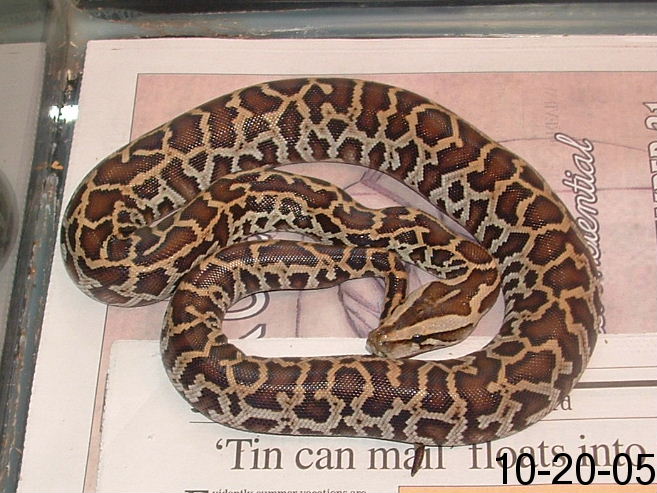 HellFire Reptile baby