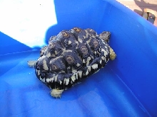 Leopard tortoise