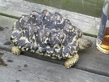 Leo on porch