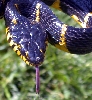 Big Female Mangrove