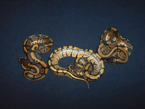 Light color ball python