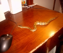 My new pet Lestat