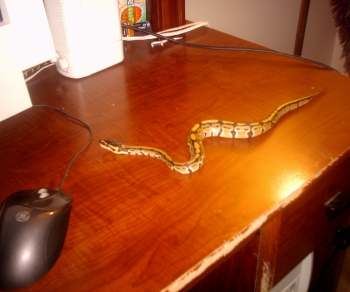 My new pet Lestat