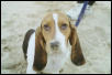 Basset on the beach!