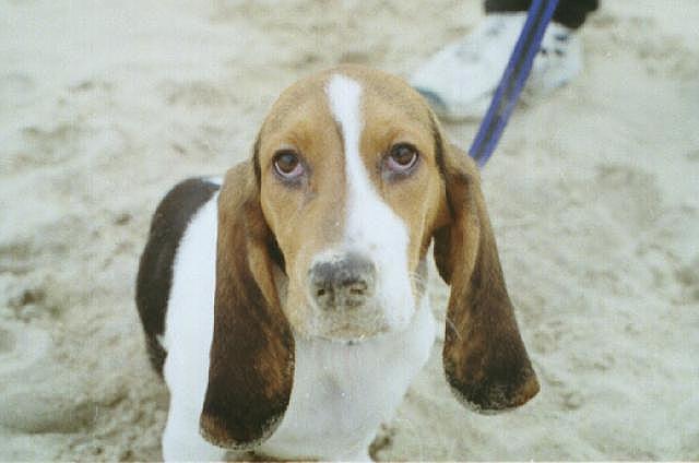 Basset on the beach!