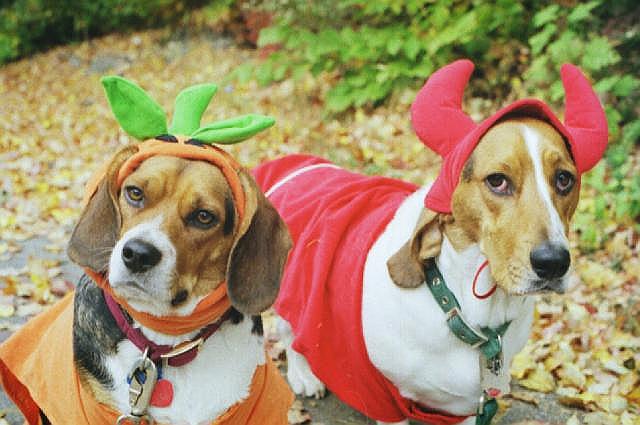 Trick or Treat
