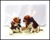Easter Hounds